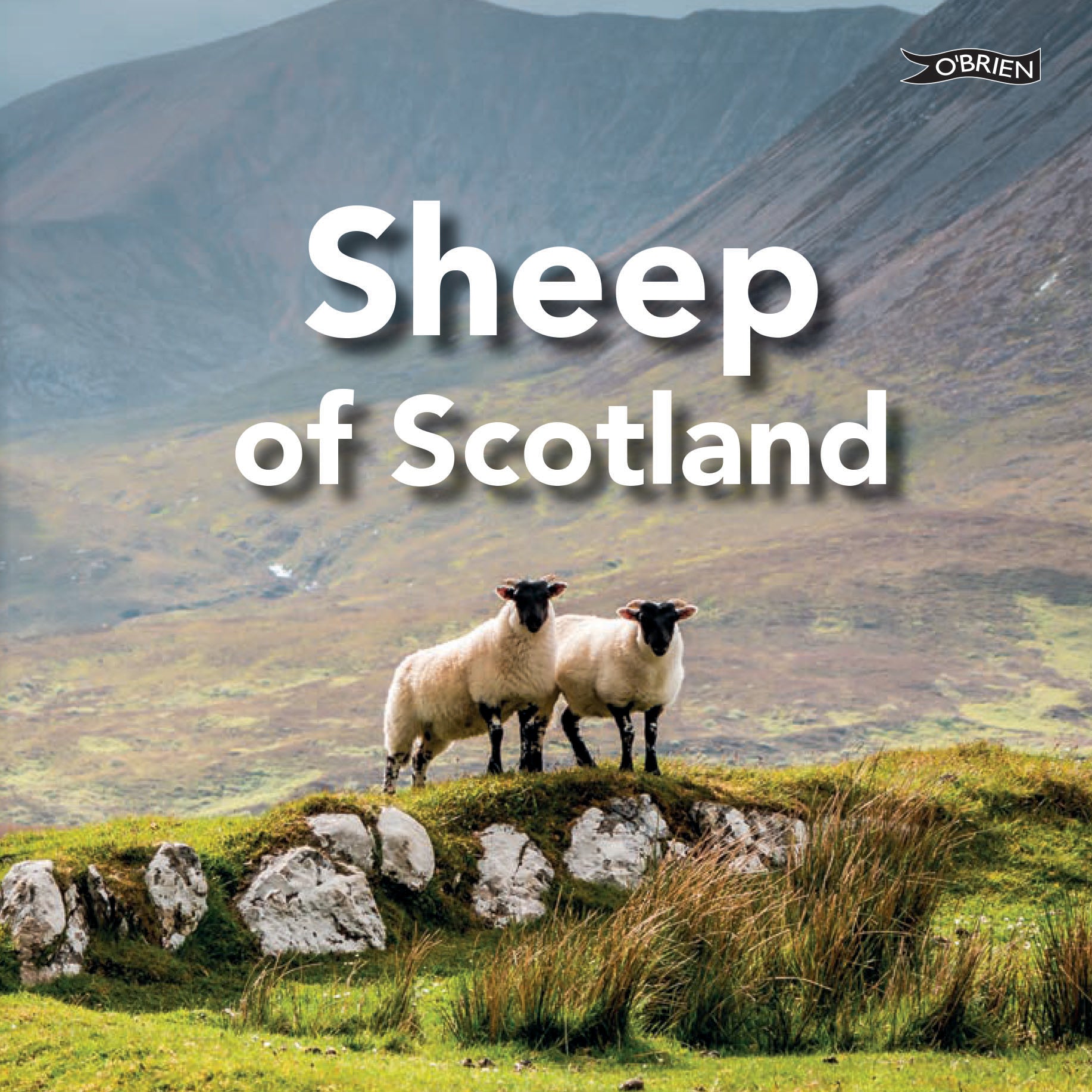 Sheep of Scotland book showing two sheep with black faces on Scottish hillside