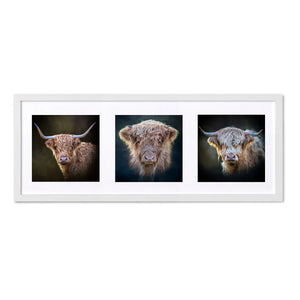 The Fluffy Herd Framed Print featuring three Highland cow portraits in a sleek white frame, ready to hang.