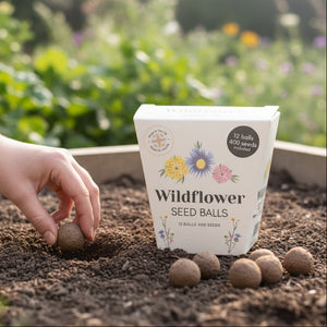 Wildflower seed ball pack with hand planting seed ball in garden soil